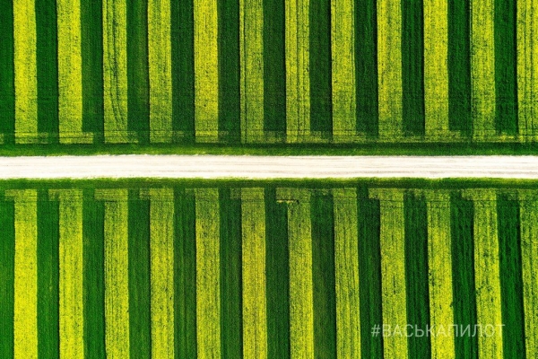 
                Так выглядит рапсовое поле в Брестской области
            