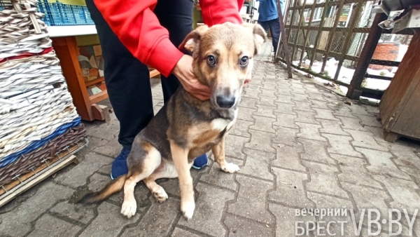 Надежду можно спасти! Как помочь госпиталю для бездомных животных в Бресте