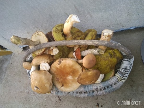 МНС пояснило, когда огородники и грибники должны платить налог