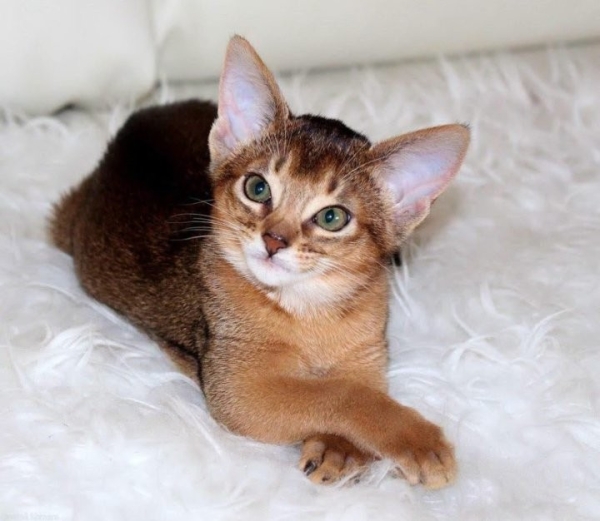 Познакомились с редкими породами кошек у жителей Березовского района Познакомились с редкими породами кошек у жителей Березовского района