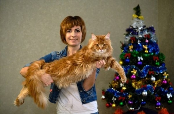 Познакомились с редкими породами кошек у жителей Березовского района Познакомились с редкими породами кошек у жителей Березовского района