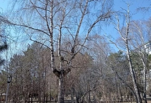 Дерево-трезубец обнаружили в Беловежской пуще