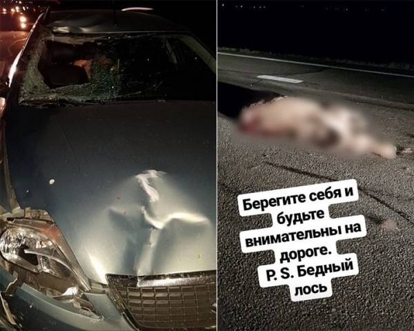 Трешевое свидание. На встрече с девушкой — трасса, разбитая машина и сбитый лось Трешевое свидание. На встрече с девушкой — трасса, разбитая машина и сбитый лось