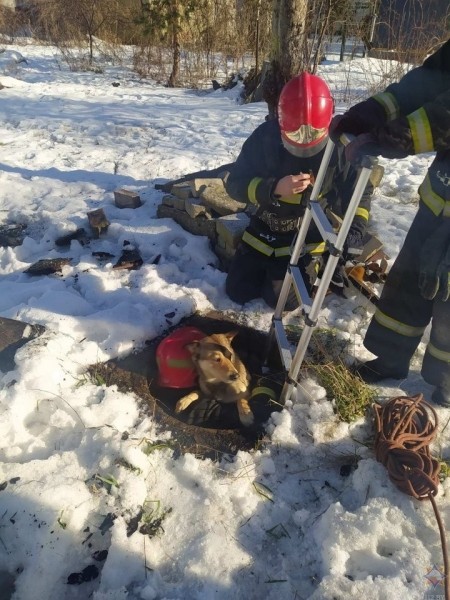 Работники МЧС пришли на помощь упавшей в колодец собаке Работники МЧС пришли на помощь упавшей в колодец собаке