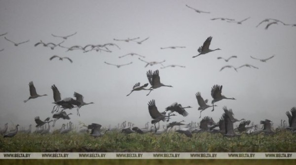Первых перелетных птиц заметили в Беловежской пуще и окрестностях