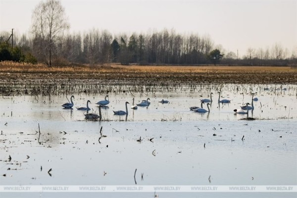 Птицы на реке Ясельде в Брестской области Птицы на реке Ясельде в Брестской области