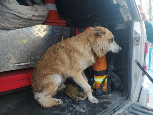 Спасатели вытащили собаку из водоема Спасатели вытащили собаку из водоема