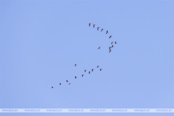 Птицы на реке Ясельде в Брестской области Птицы на реке Ясельде в Брестской области