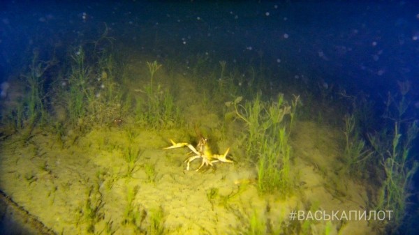 
                Ещё одно погружение на дно водоема в Бресте. Кого мы увидели?
            