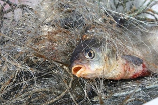 80 кг рыбы во время нереста незаконно выловили браконьеры в Барановичском районе