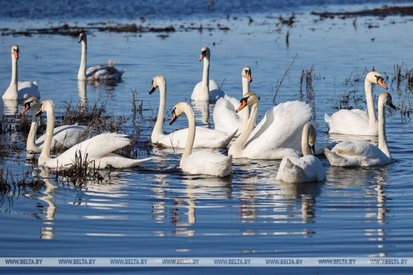 Птицы на реке Ясельде в Брестской области Птицы на реке Ясельде в Брестской области
