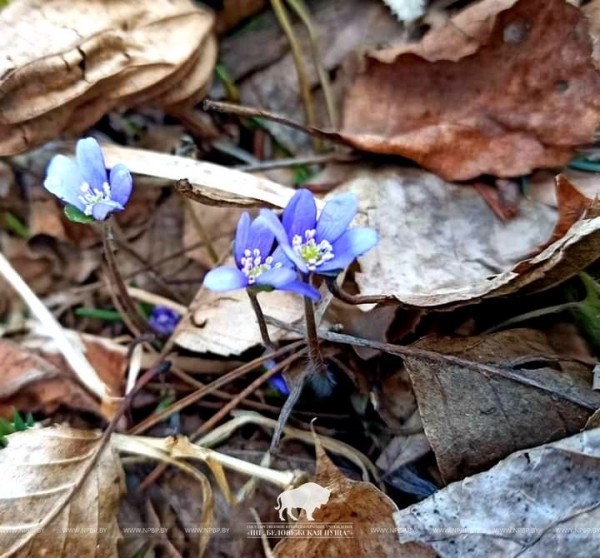 Весна пришла в Беловежскую пущу Весна пришла в Беловежскую пущу