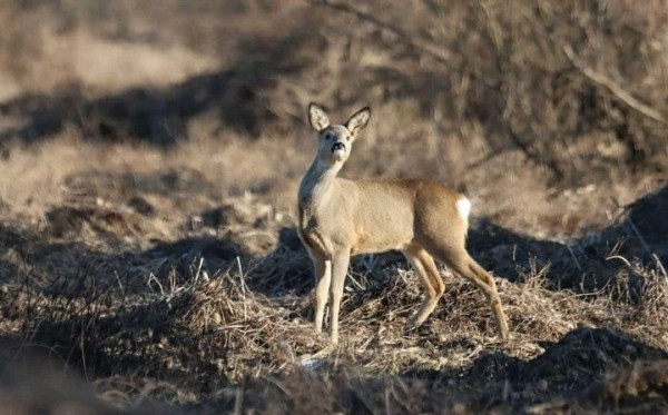 Косуля попала в объектив камеры. Фото сделано в Брестской области
Косуля попала в объектив камеры. Фото сделано в Брестской области