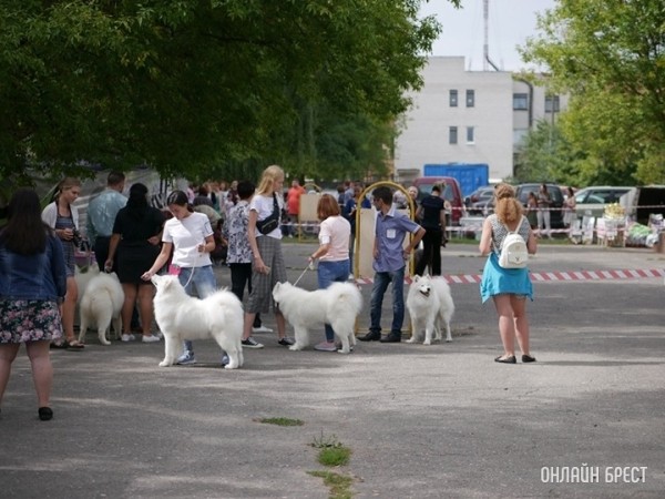 Сколько стоит щенок хаски, шпица или джек-рассела в Беларуси? Смотрим на цены популярных пород