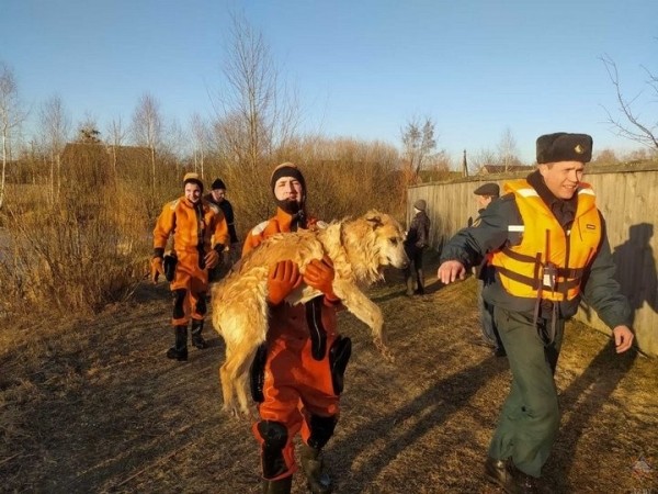 Спасатели вытащили собаку из водоема Спасатели вытащили собаку из водоема