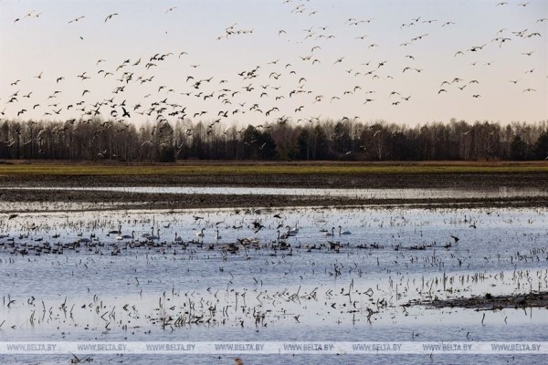 Птицы на реке Ясельде в Брестской области Птицы на реке Ясельде в Брестской области