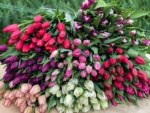 Свежие, яркие, ароматные тюльпаны в Бресте по доступным ценам! Доставка и предзаказ