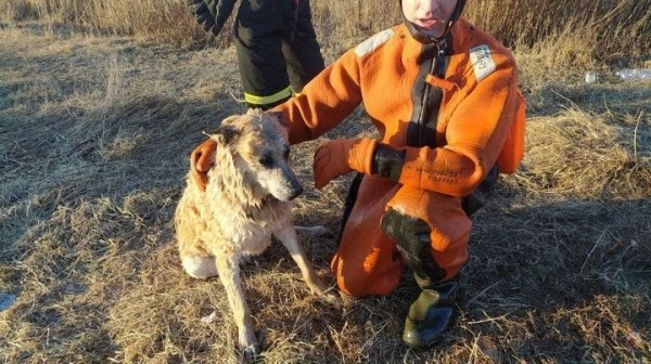 Спасатели вытащили собаку из водоема Спасатели вытащили собаку из водоема