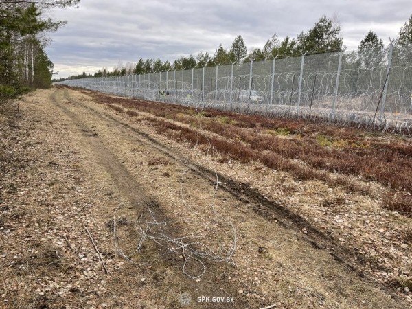 Погранкомитет: за неделю литовские пограничные заграждения «убили» четыре лося. Фото