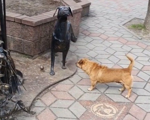 
                Читательница: Думала, что моей собачки уже нет. Но сегодня увидела видео, на котором был мой потерявшийся любимец
            