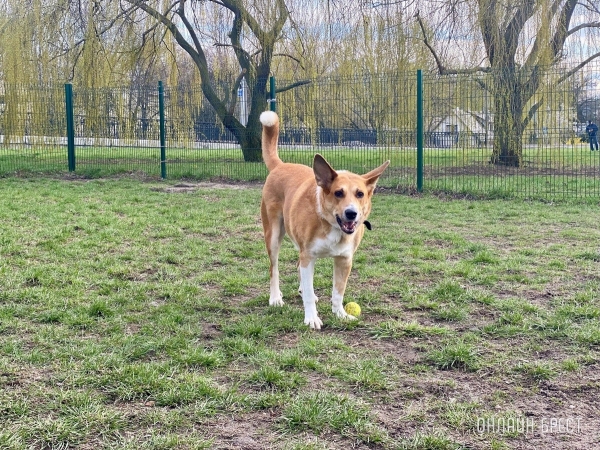 Кошки и собаки по закону: разбираемся с зооцентрами «Доктор Хвостов» в правилах содержания домашних животных. Регистрация, налоги, выгул