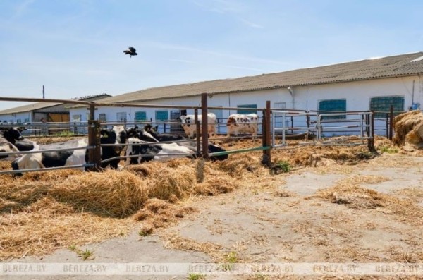 Почти 40 животноводческих объектов строят в этом году в Брестской области Почти 40 животноводческих объектов строят в этом году в Брестской области