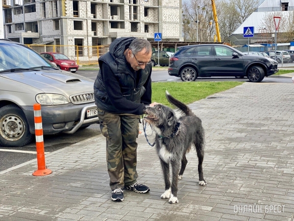 Кошки и собаки по закону: разбираемся с зооцентрами «Доктор Хвостов» в правилах содержания домашних животных. Регистрация, налоги, выгул