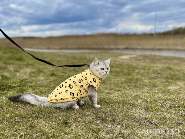 Кошки и собаки по закону: разбираемся с зооцентрами «Доктор Хвостов» в правилах содержания домашних животных. Регистрация, налоги, выгул