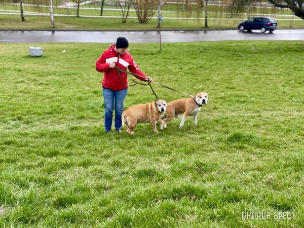 Кошки и собаки по закону: разбираемся с зооцентрами «Доктор Хвостов» в правилах содержания домашних животных. Регистрация, налоги, выгул