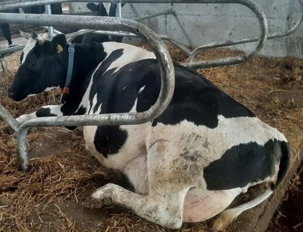 В Пинском районе коровы отдыхают на матах