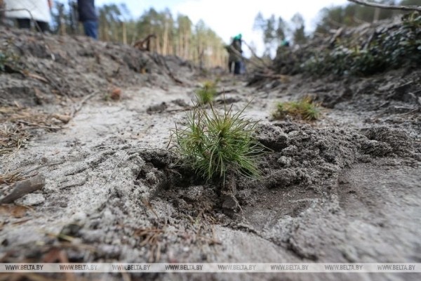 Около 3,5 млн деревьев высадят в Брестской области во время Недели леса