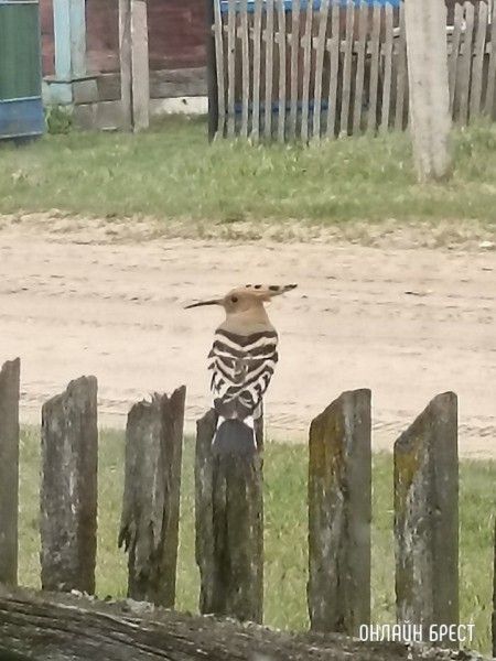 
                Читатель: Посмотрите, какая птица была замечена в Брестской области (Ивановский район, деревня Завоятин)
            