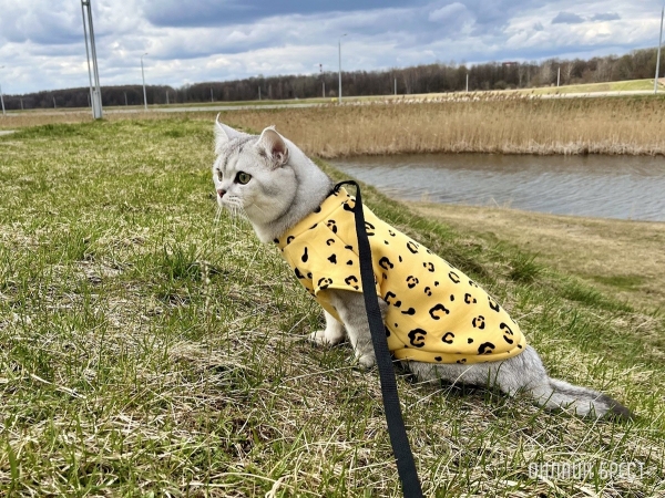 Кошки и собаки по закону: разбираемся с зооцентрами «Доктор Хвостов» в правилах содержания домашних животных. Регистрация, налоги, выгул