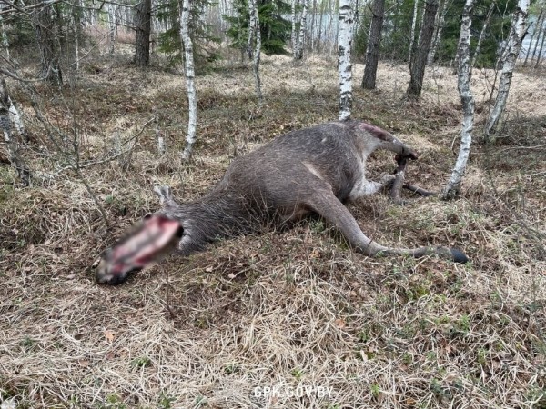 Погранкомитет: за неделю литовские пограничные заграждения «убили» четыре лося. Фото
