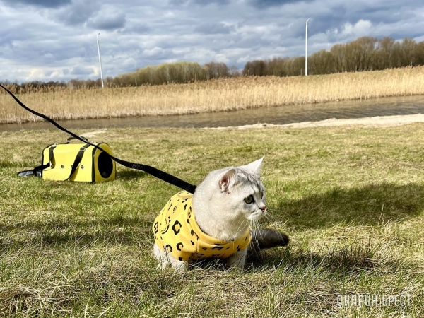 Кошки и собаки по закону: разбираемся с зооцентрами «Доктор Хвостов» в правилах содержания домашних животных. Регистрация, налоги, выгул