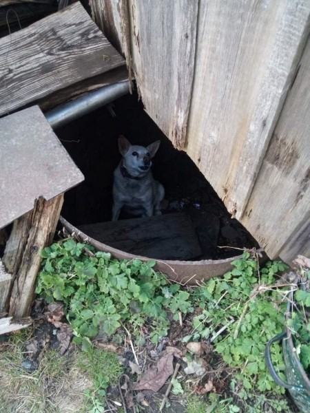 В Брестской области спасатели достали собаку из канализационной ямы В Брестской области спасатели достали собаку из канализационной ямы