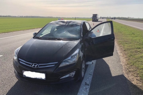 Названы трассы в Беларуси, где чаще всего случаются наезды на диких животных