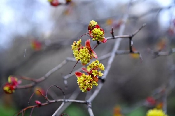 Что природе хорошо, то аллергику смерть. Самые коварные растения Беларуси