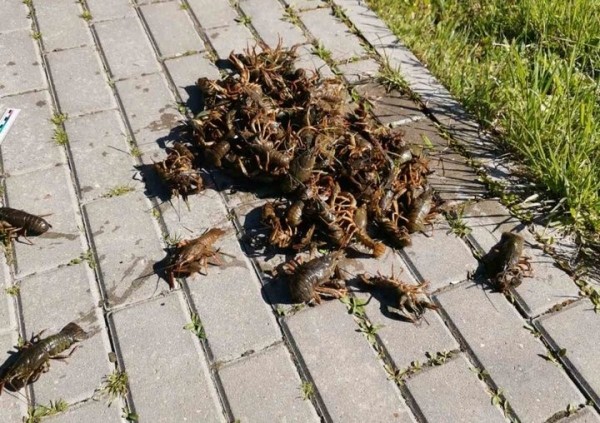 Жители Щучина заплатят 320 рублей за раков, выловленных руками и отпущенных обратно в воду