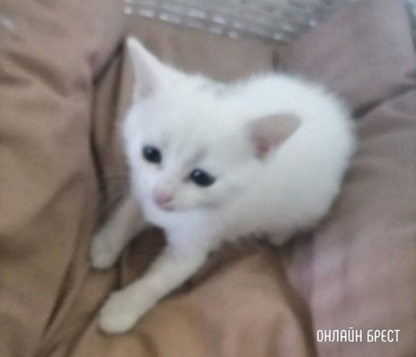 Читатель: В Тельмах-2 увидели пакет, который рвали собаки, там было трое котят, к сожалению удалось спасти только одного
Читатель: В Тельмах-2 увидели пакет, который рвали собаки, там было трое котят, к сожалению удалось спасти только одного