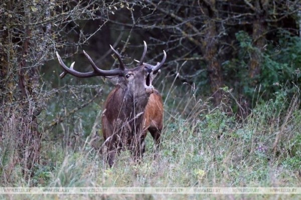 Житель Пружанского района застрелил благородного оленя в Беловежской пуще Житель Пружанского района застрелил благородного оленя в Беловежской пуще