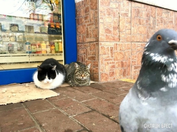 В Беларуси дополнен перечень платных ветуслуг