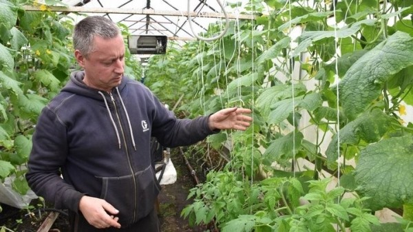 «Если все продам, заработаю чистыми 6 тысяч рублей». Как прораб бросил все и занялся рассадой