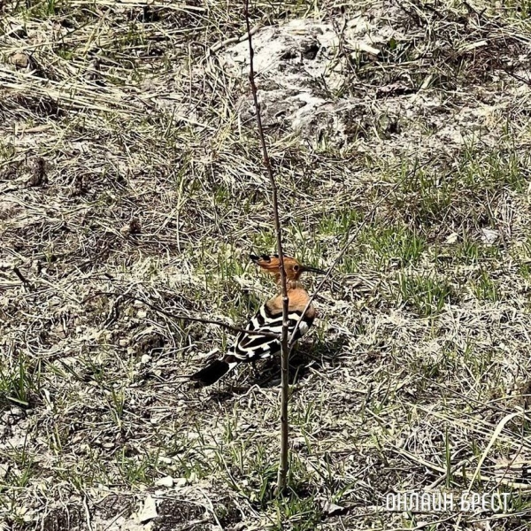 Читатель: Красивая птица. Увидели Удода на Брестчине
Читатель: Красивая птица. Увидели Удода на Брестчине
