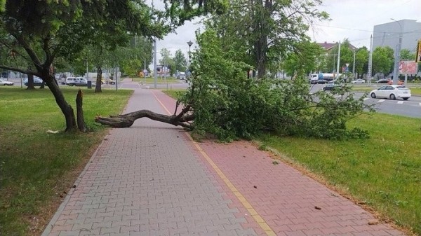 Досталось и машине. Последствия непогоды в Бресте Досталось и машине. Последствия непогоды в Бресте