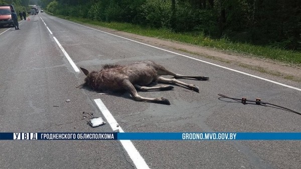 Сбитый лось приземлился на крышу ехавшего МАЗа. Погиб водитель легковушки