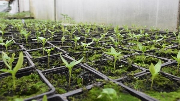 «Если все продам, заработаю чистыми 6 тысяч рублей». Как прораб бросил все и занялся рассадой