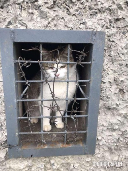 Читатель: Брест, Орловская, 79. В подвале уже несколько дней находятся кошки
Читатель: Брест, Орловская, 79. В подвале уже несколько дней находятся кошки
