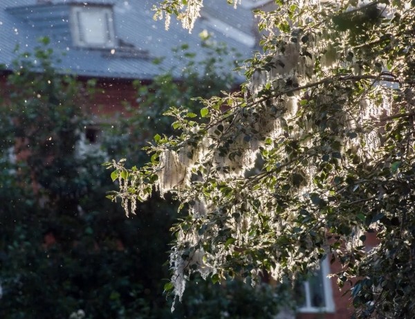 Что природе хорошо, то аллергику смерть. Самые коварные растения Беларуси