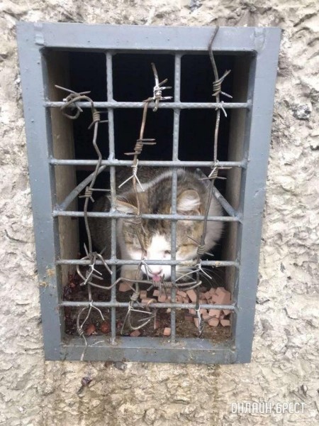 Читатель: Брест, Орловская, 79. В подвале уже несколько дней находятся кошки
Читатель: Брест, Орловская, 79. В подвале уже несколько дней находятся кошки
